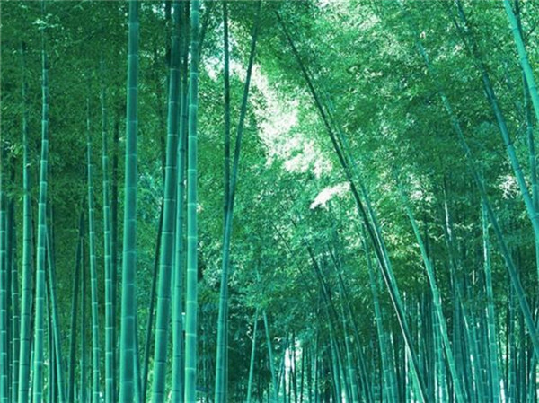 The frame material of our full-length mirror is bamboo. Phyllostachys heterocycla (Latin scientific name: Phyllostachys heterocycla (Carr.) Mitford cv. Pubescens, alias: Nanzhu), a monocot of the genus Phyllostachys heterocycla (Carr.). It is mainly distributed in Yibin, Hunan, Jiangxi, Fujian, Zhejiang and other places in Sichuan.

Phoebe bamboo is more than 10 meters high and up to 18 cm thick; the culm sheath is thick and leathery, densely covered with rough hairs and dark brown spots and patches; the ears and hairs are developed, the tongue is developed, the sheaths are triangular, lanceolate, and outer Turned, tall; the culm ring is not raised, the leaves are lanceolate, and the bamboo shoots are hairy. It likes a warm and humid climate and grows well on deep, fertile, well-drained acidic soils. Avoid low-lying land with poor drainage.